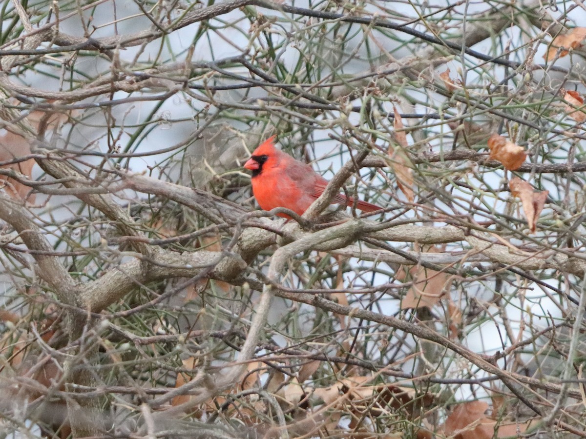 rødkardinal - ML647319517