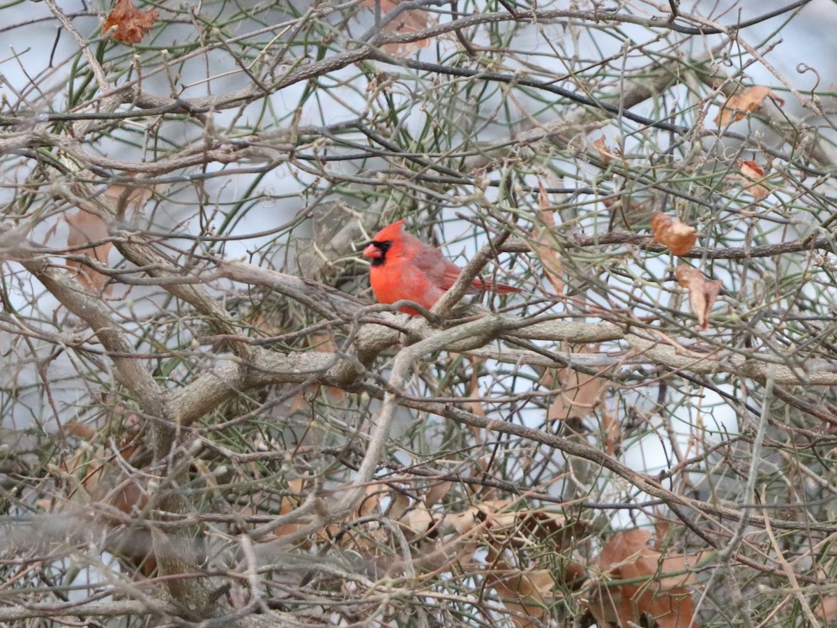 rødkardinal - ML647319518