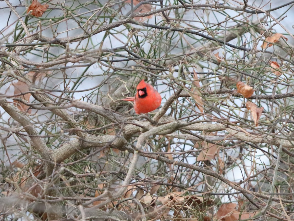 rødkardinal - ML647319519