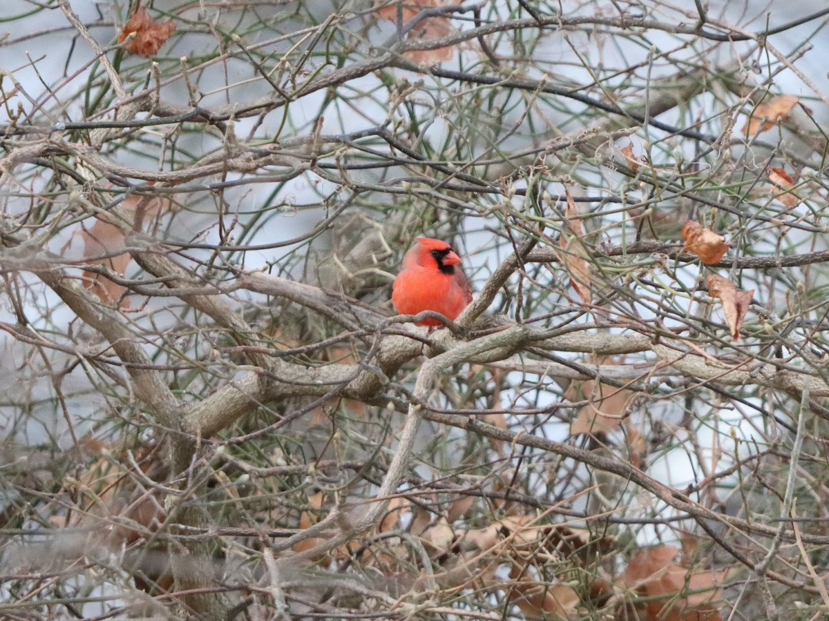 rødkardinal - ML647319520