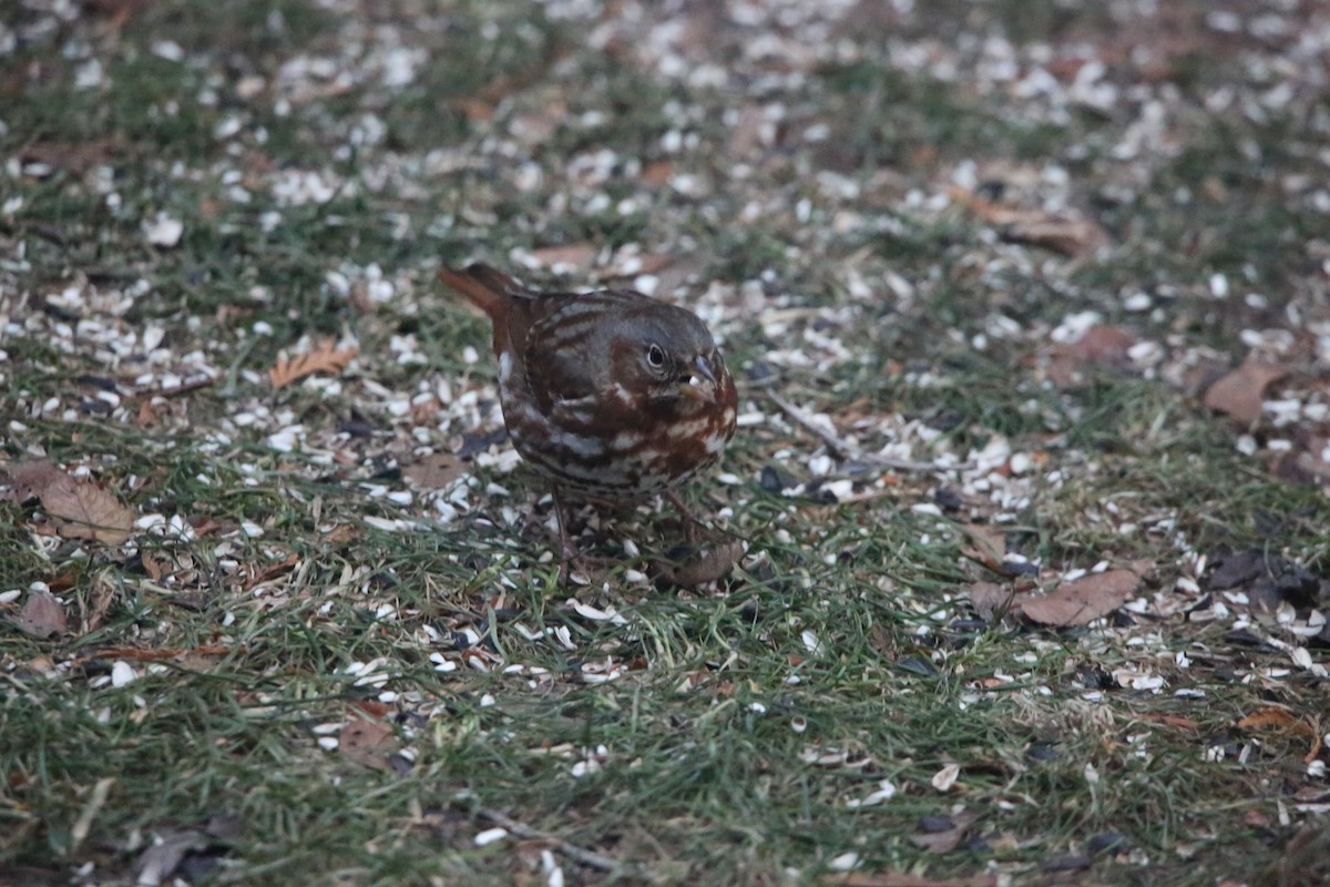 Passerella variabile - ML647319522