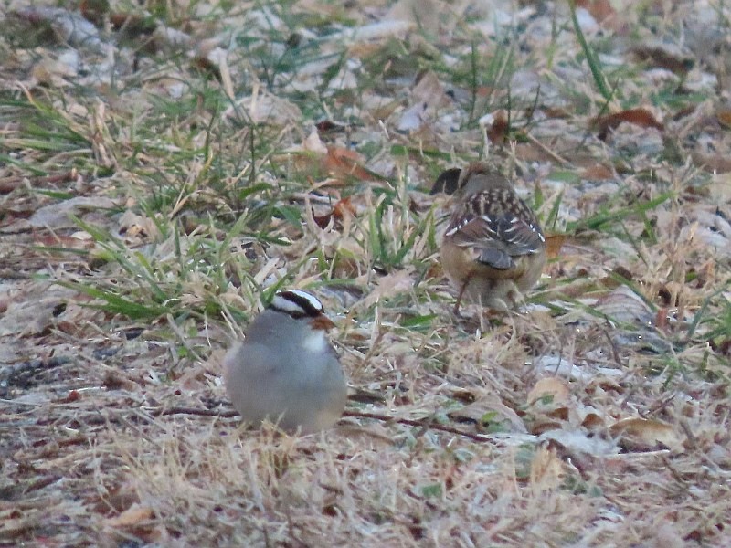 hvitkronespurv - ML647319533