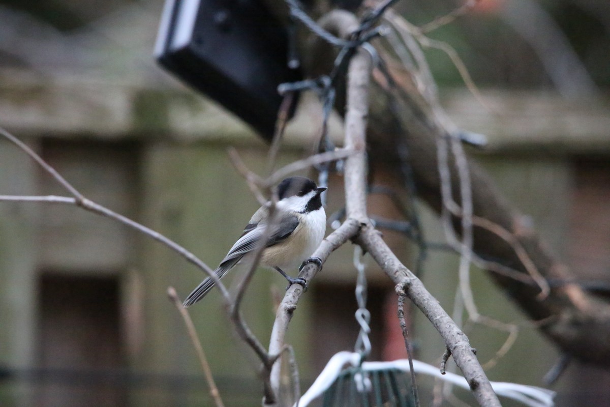 Black-capped Chickadee - ML647319535