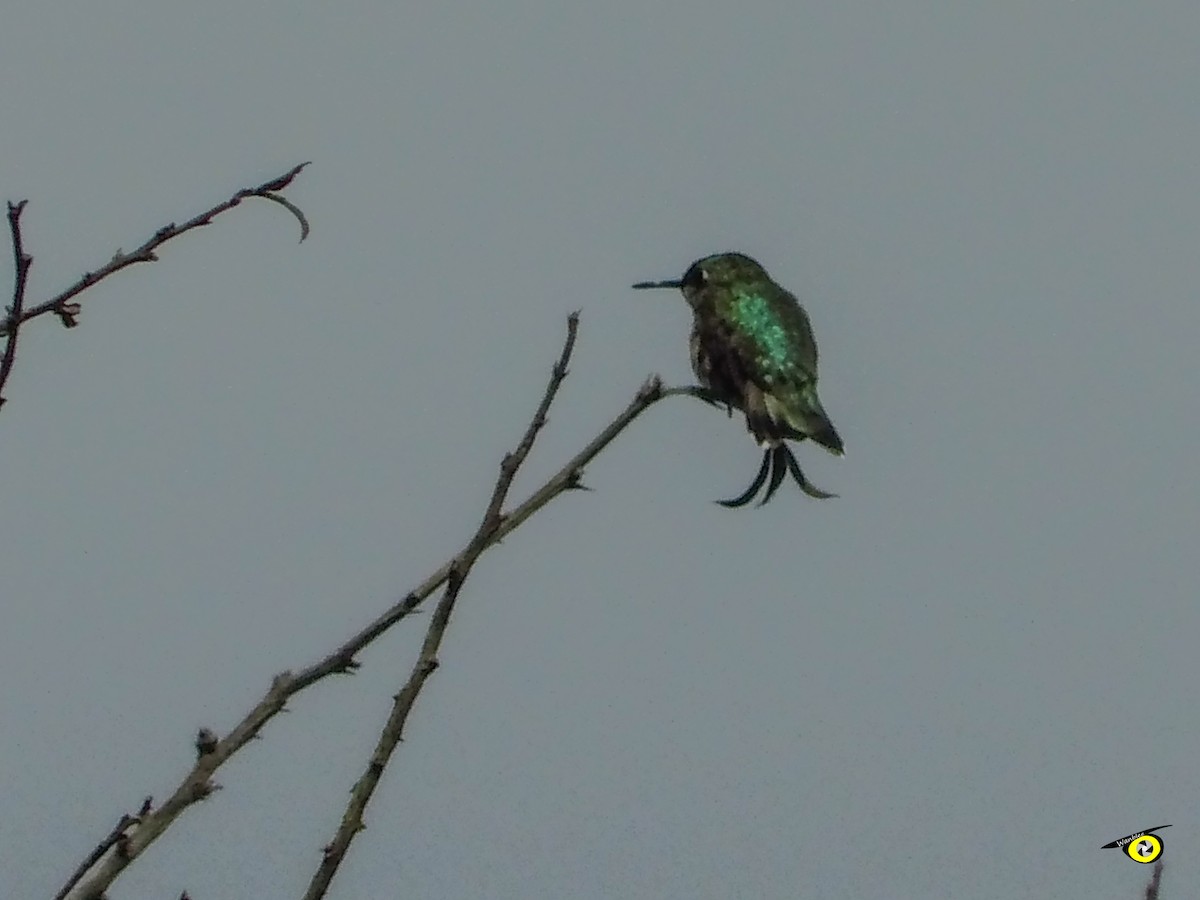 Ruby-throated Hummingbird - ML647319545