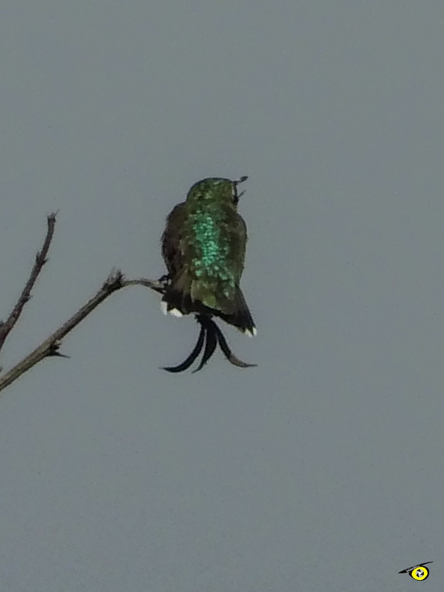 Ruby-throated Hummingbird - ML647319546