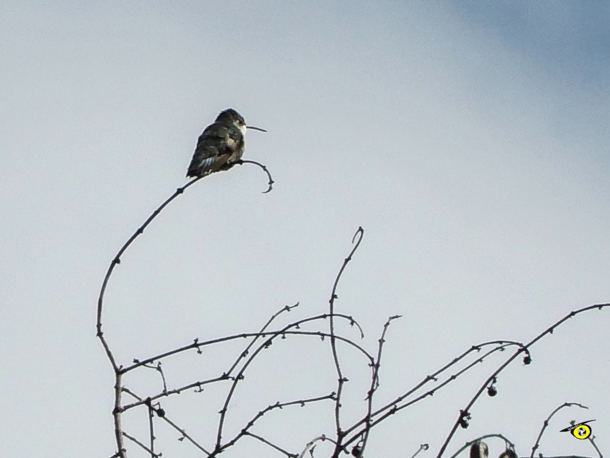 Ruby-throated Hummingbird - ML647319547