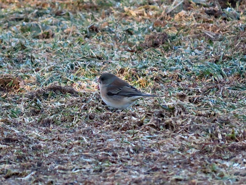 vinterjunko - ML647319560