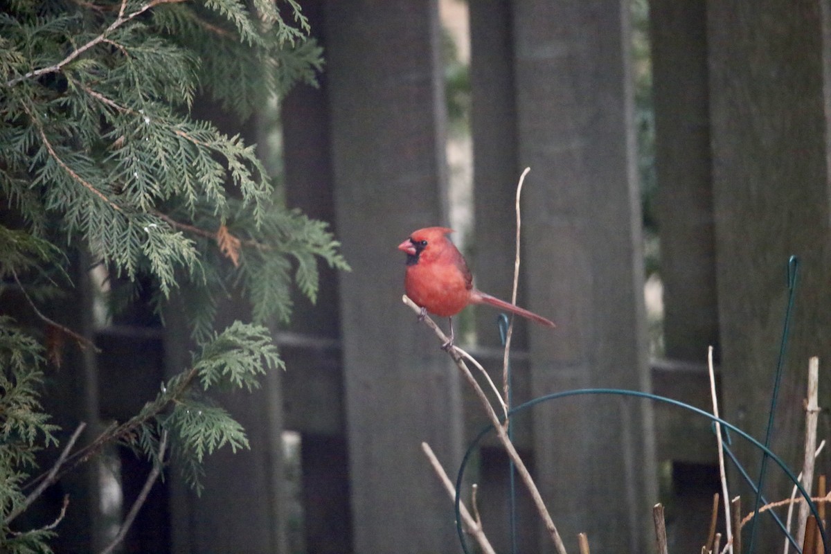 rødkardinal - ML647319566