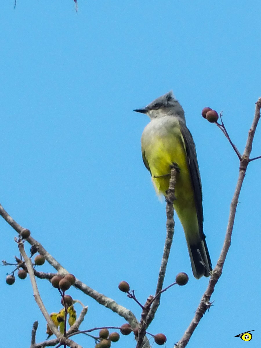 Western Kingbird - ML647319568