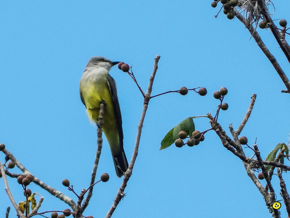 Western Kingbird - ML647319569