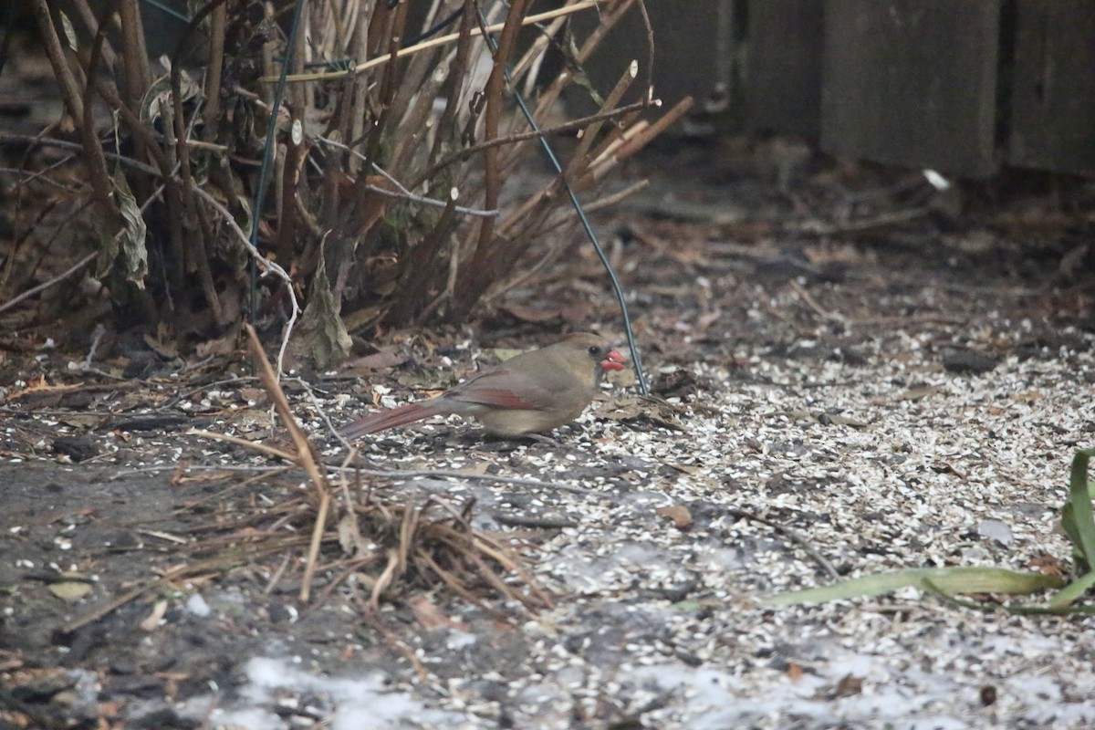 rødkardinal - ML647319582