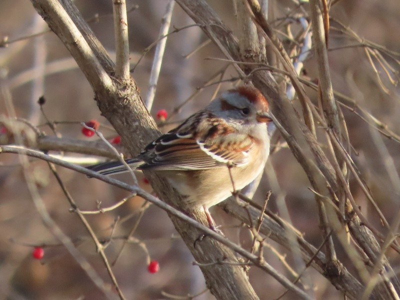 bjørkespurv - ML647319587