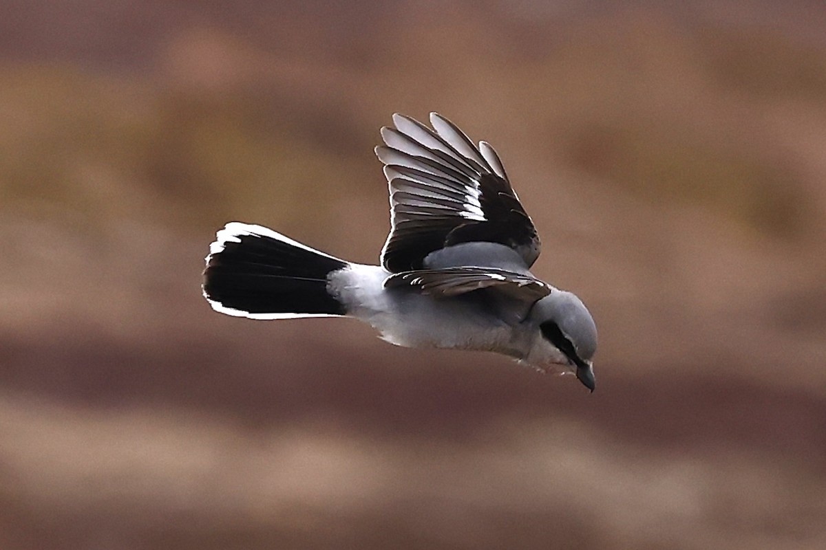 オオモズ - ML647319600