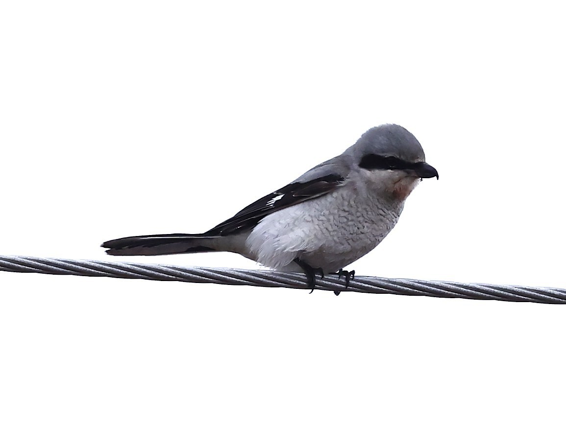 オオモズ - ML647319601