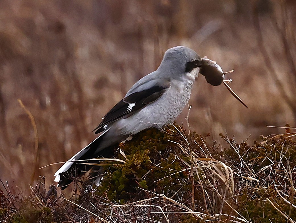 オオモズ - ML647319602