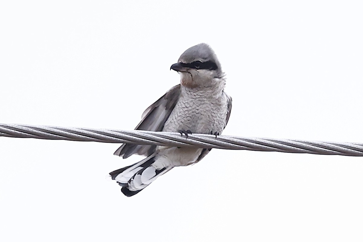 オオモズ - ML647319603