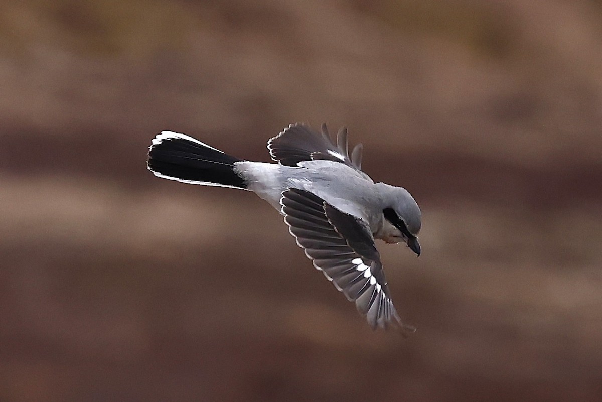 オオモズ - ML647319604