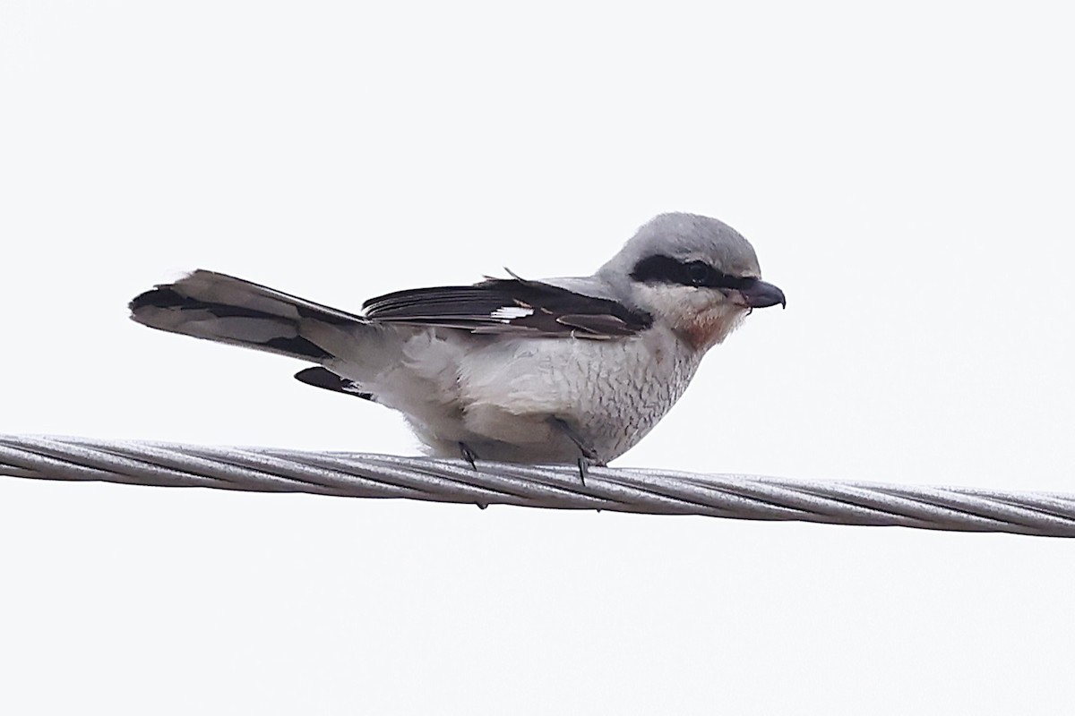 オオモズ - ML647319605