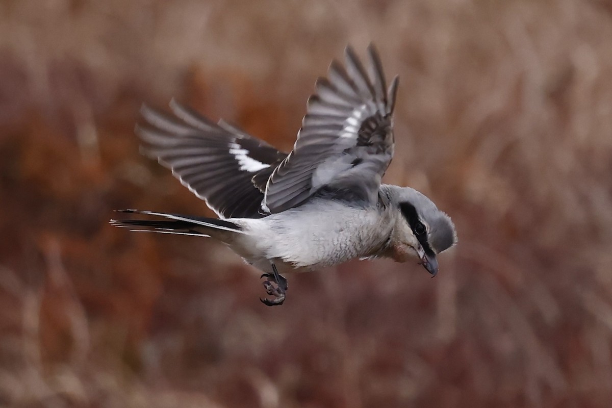 オオモズ - ML647319606