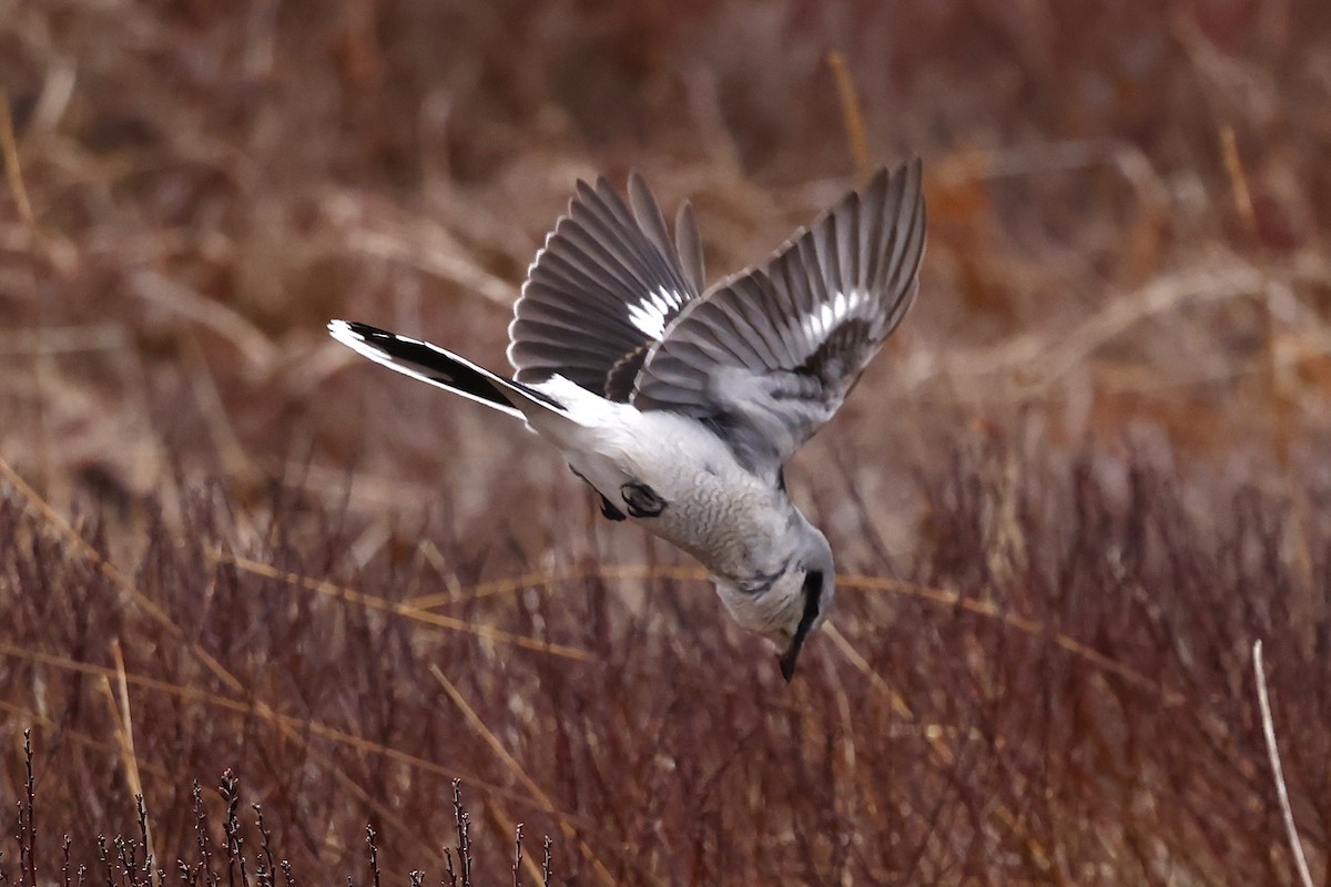 オオモズ - ML647319607