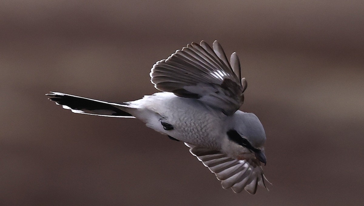 オオモズ - ML647319608