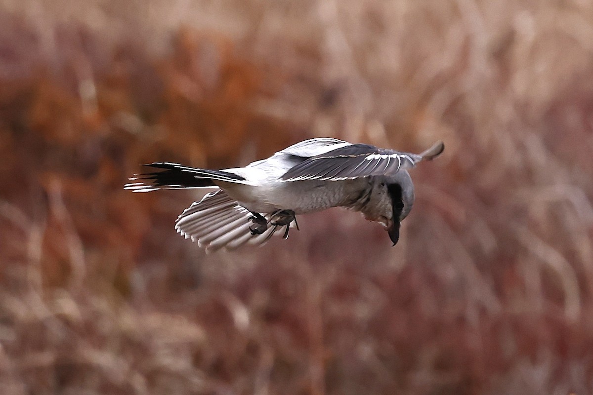 オオモズ - ML647319609