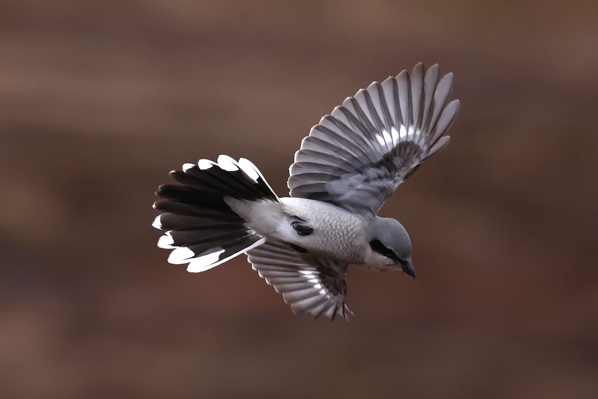 オオモズ - ML647319610