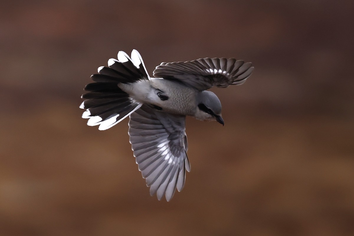 オオモズ - ML647319611