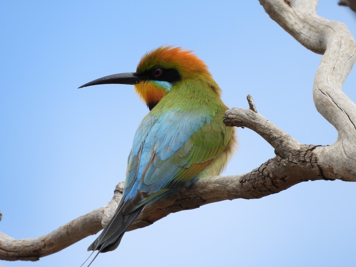 regnbuebieter - ML647319615