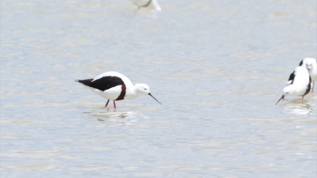 Рыжегрудый ходулочник - ML647319621