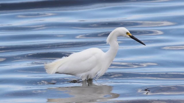 Снежная цапля - ML647319622