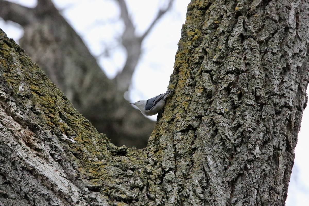 White-breasted Nuthatch - ML647319625