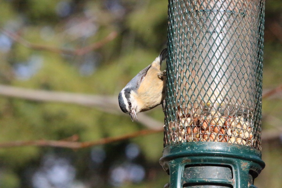 Red-breasted Nuthatch - ML647319632