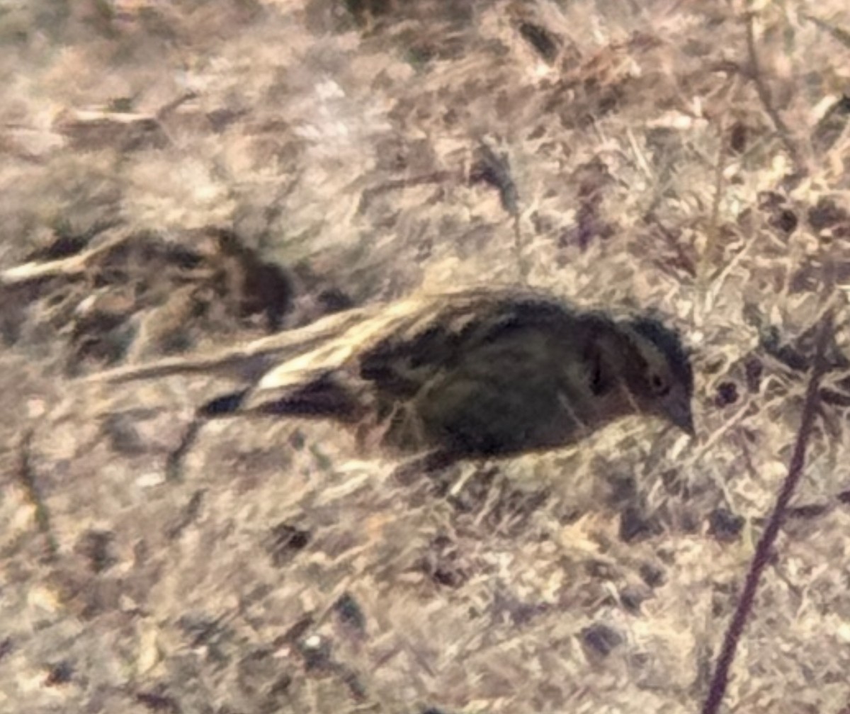 Chestnut-collared Longspur - ML647319640