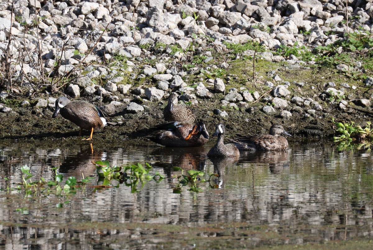 ミカヅキシマアジ - ML647319641
