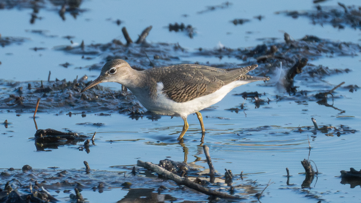 Spotted Sandpiper - ML647319643