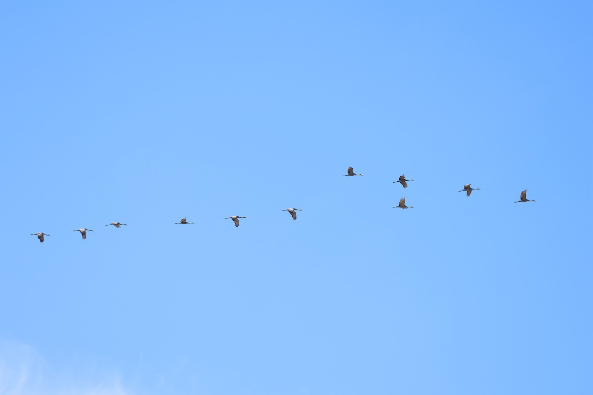 Kanada Turnası - ML647319645