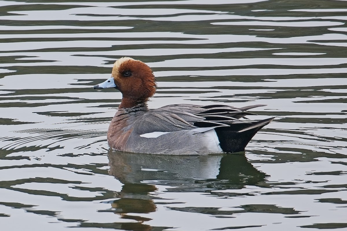 Eurasian Wigeon - ML647319656