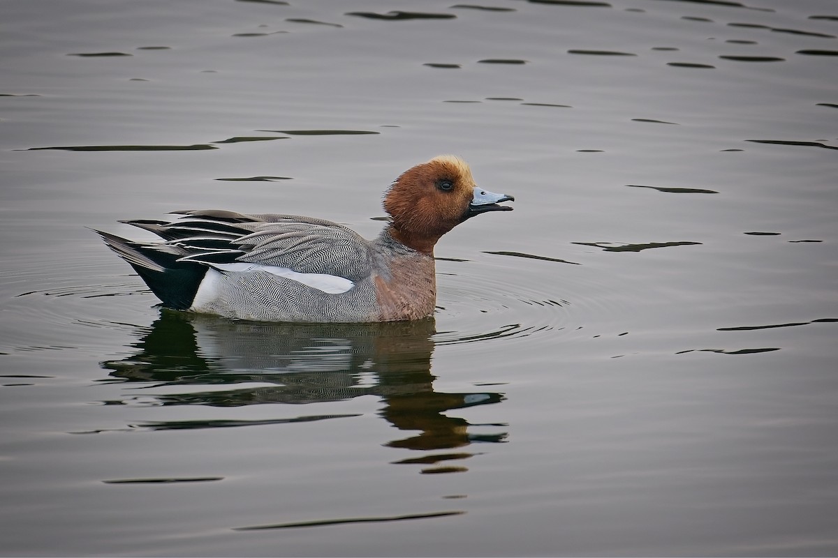 Eurasian Wigeon - ML647319657