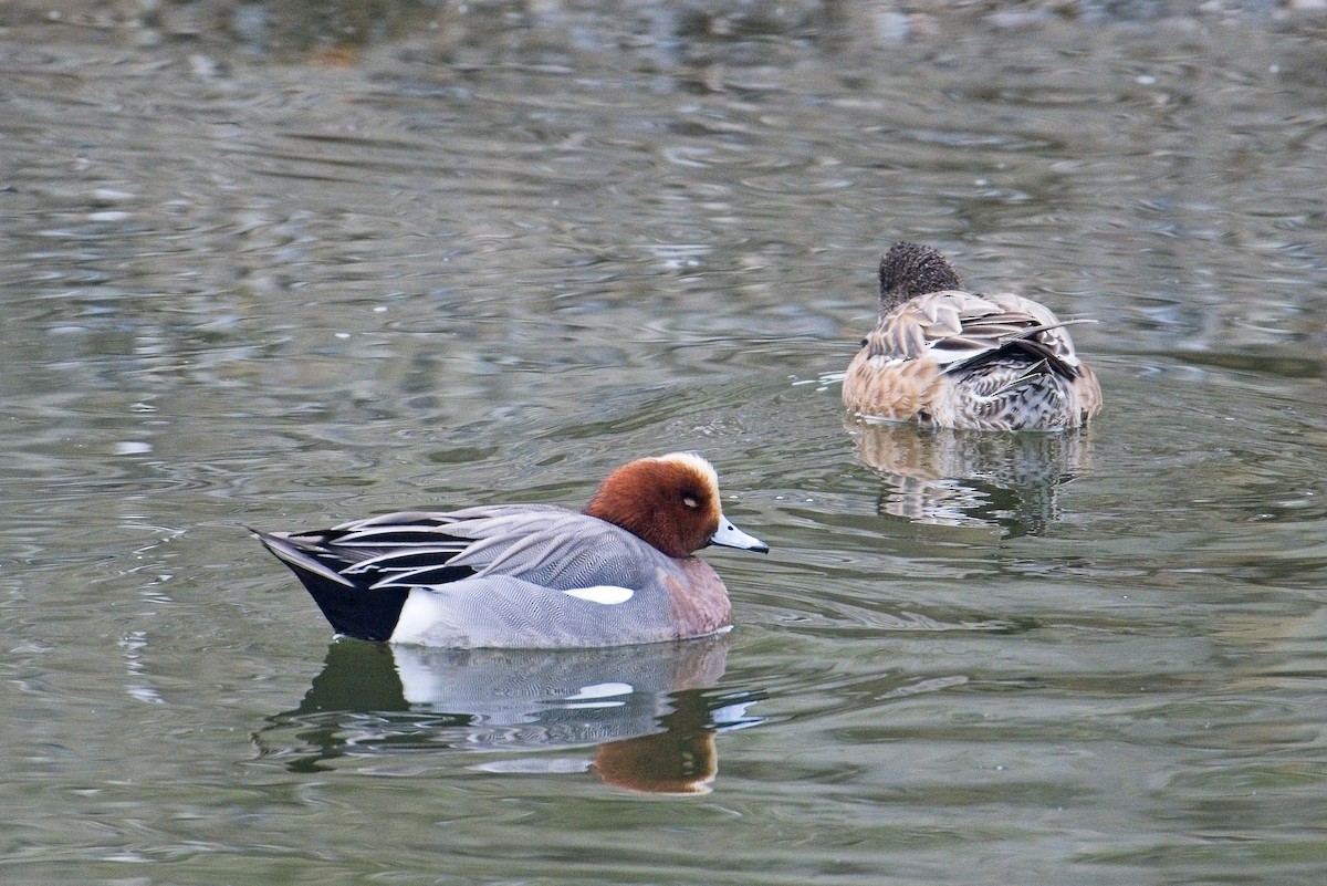 Eurasian Wigeon - ML647319658
