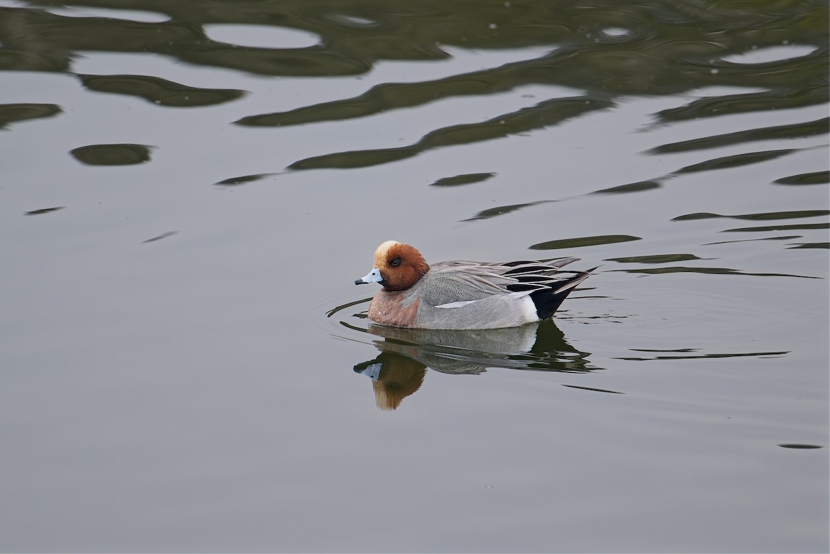 Eurasian Wigeon - ML647319659