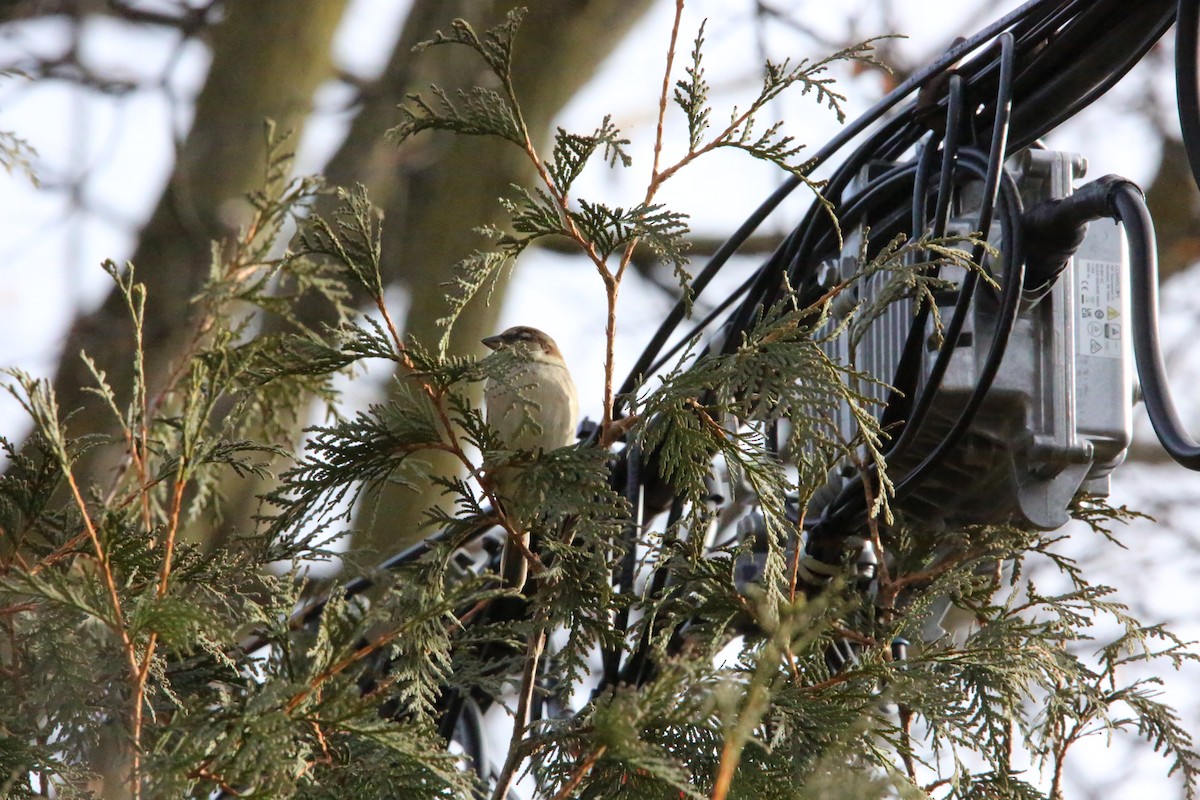 Passera oltremontana - ML647319664