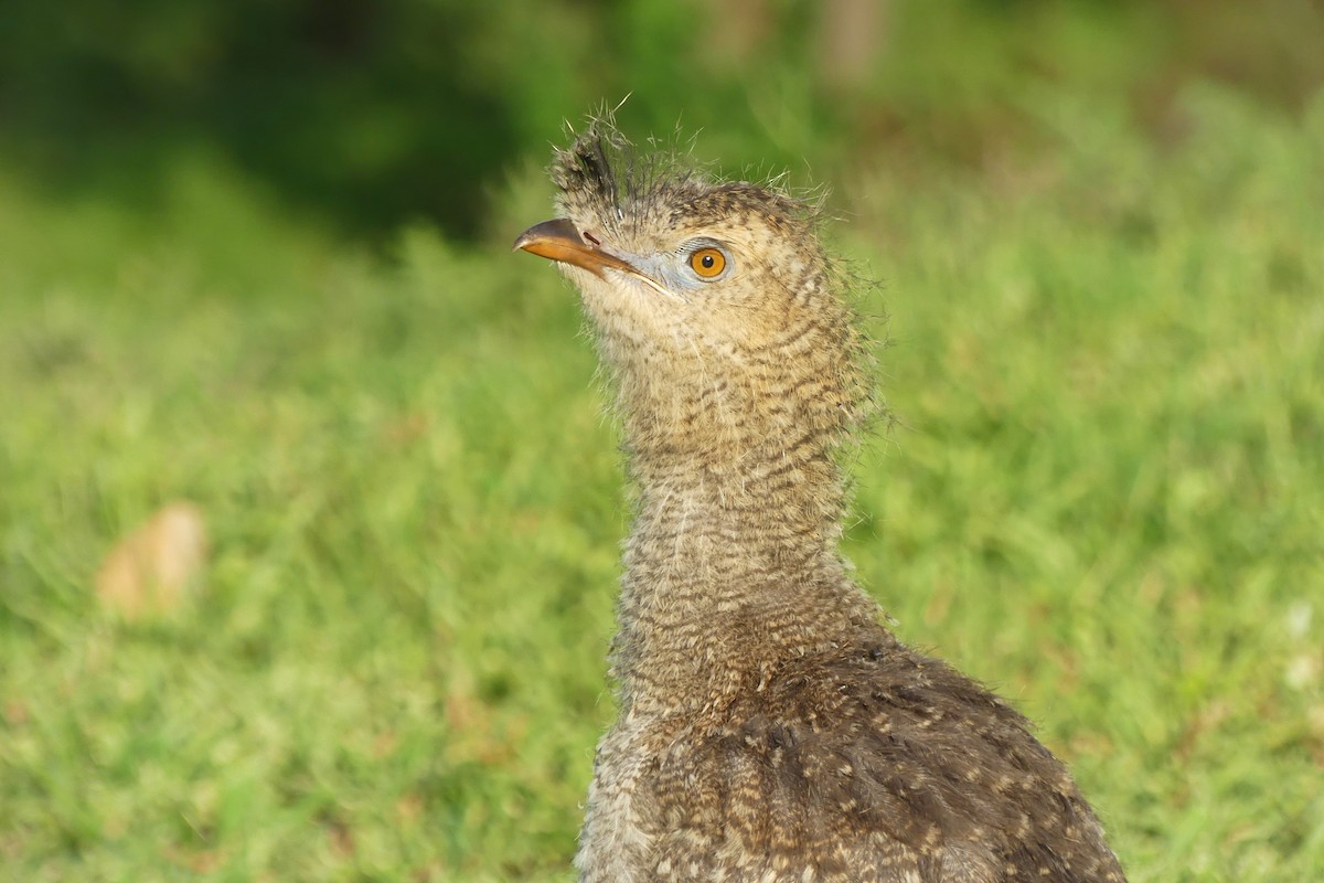 rødbeinseriema - ML647319665