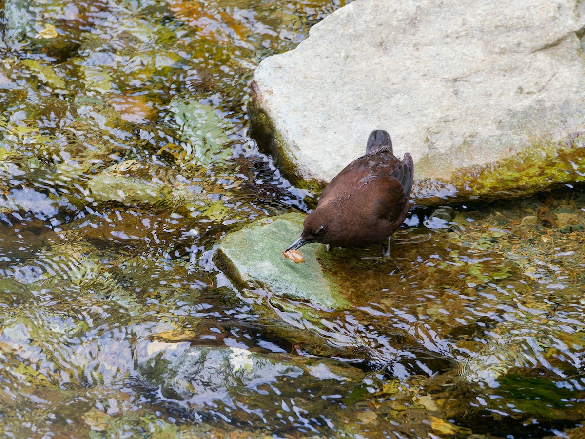 brunfossekall - ML647319691