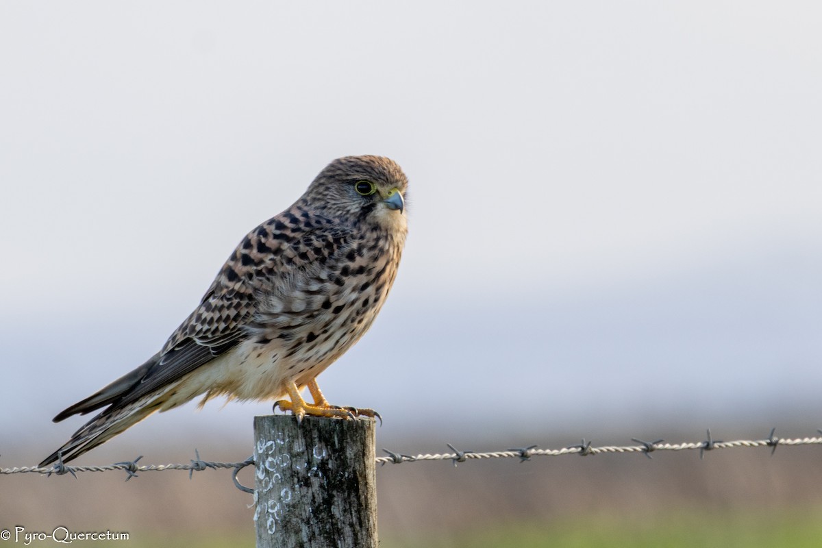 tårnfalk - ML647319692