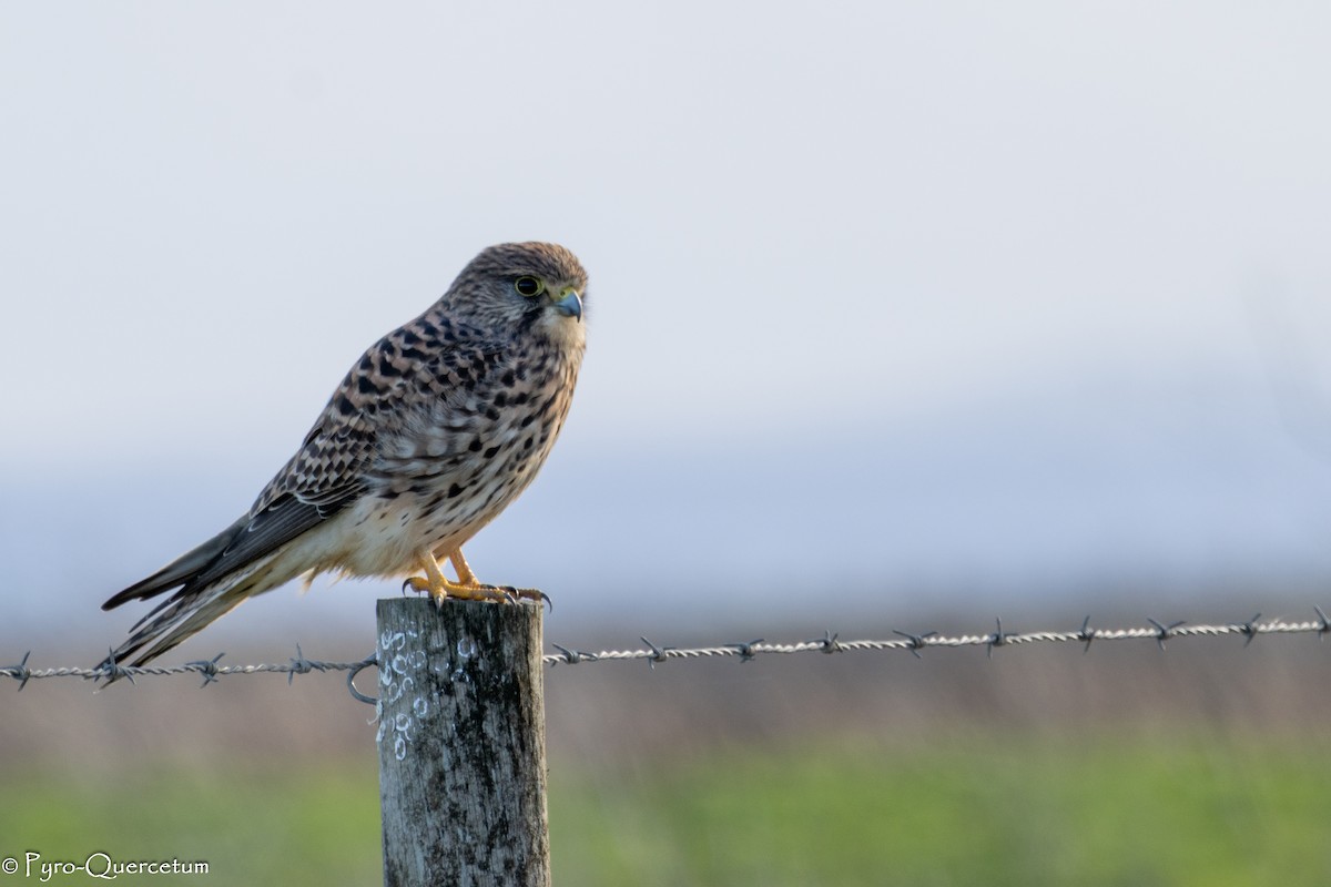 tårnfalk - ML647319693