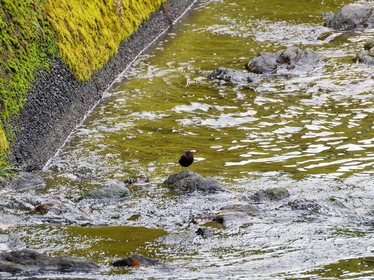 brunfossekall - ML647319704