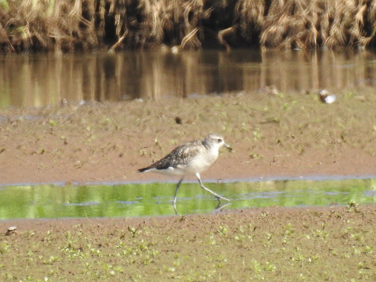 tundralo - ML647319705