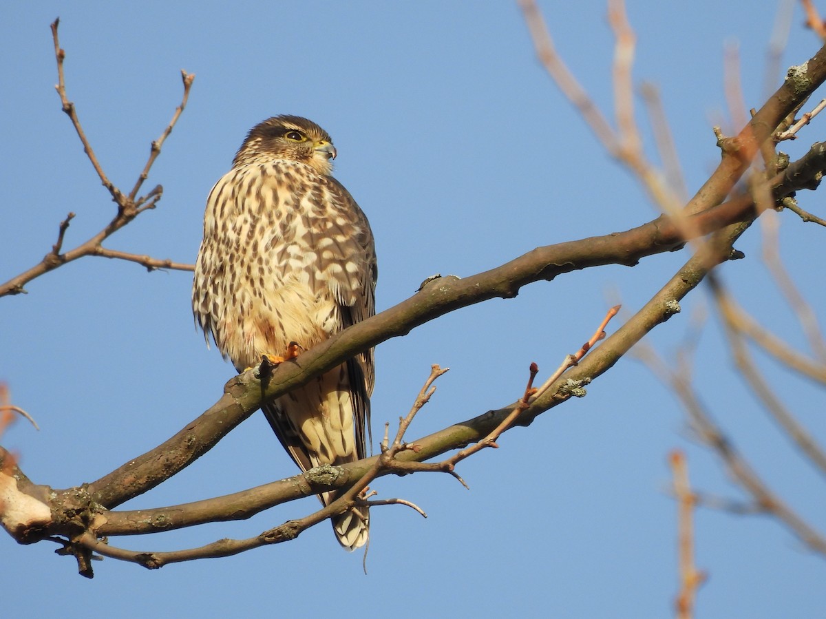 dvergfalk - ML647319706