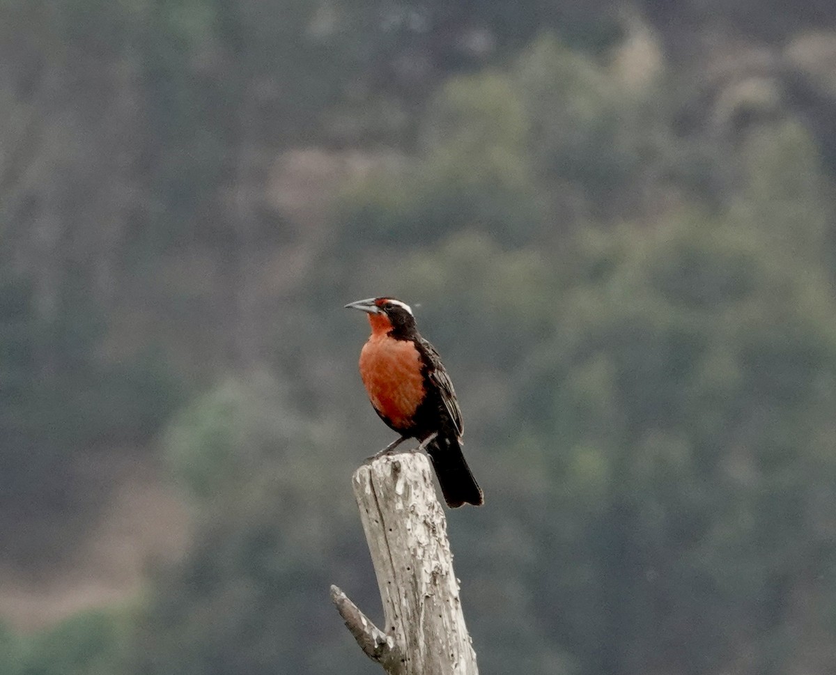 storlerketrupial - ML647319707